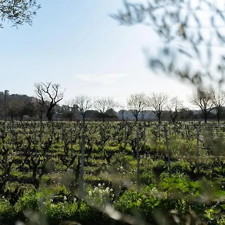 Olivades Paisible Dans Les Vignes